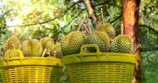 Approximately 200 breeds of durians in malaysia, each breed is brimmed with exquisite flavour and aroma. Malaysia S Durian Exporters See Spike In Demand From China Dhl Logistics Of Things