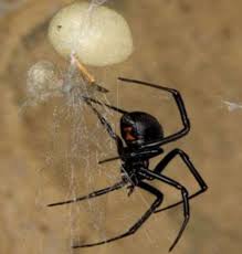 A venomous black widow spider was found in punnet of grapes from an asda store in warwickshire. The Black Widow Spider A Brief Analysis Owlcation