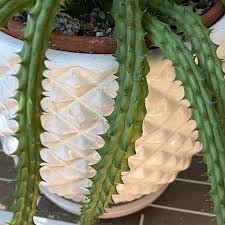 Image result for Orbea caudata