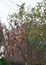 回答お願いします 実家に植えてあるビワの木が急に枯れました 毎年 農学 教えて Goo