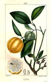 Image result for Garcinia acutifolia