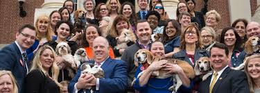 Their dogs are adorable, with fluffy coats that do not shed excessively. Pups At Statehouse Puppy Mill Sales Banned At Pet Stores Beagle Freedom Project
