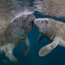 Manatee Kiss By David Schrichte Animals Beautiful Marine Animals Cute Animals
