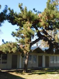 Maybe you would like to learn more about one of these? Japanese Black Pine Thunderhead Pinus Thunbergii Thunderhead California State University Stanislaus