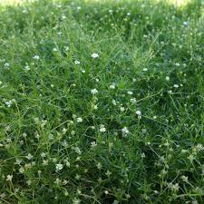 Image result for Sagina