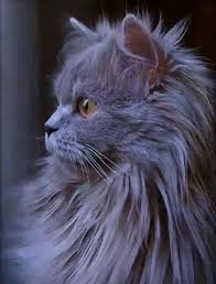 Beautiful Smoky Gray Cat Beautiful Cats Cats Kittens