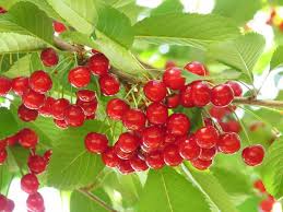 Sour cherry trees mature at around the three to five year mark and sweet cherry trees at four to seven years. Prunus Cerasus Meteor Tart Cherry