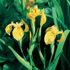Great for naturalizing a wet area and to give early to late spring color to a water garden. Yellow Flag Iris
