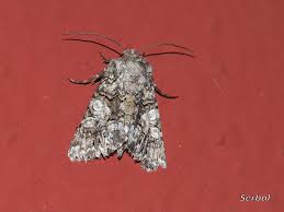 Image result for Hadena perplexa