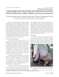 Read or download the last camel: Pdf Concomittent Rupture Of Urinary Bladder And Uterus In A She Camel Camelus Dromedarius