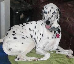 Try the craigslist app » android ios cl. San Antonio Tx Dalmatian Meet Pongo A Pet For Adoption