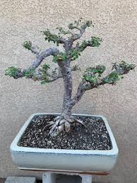 Image result for Euphorbia mlanjeana