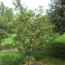 Charakteristisch sind die gelblichen bis leuchtend roten, runden früchte, die vögel und weitere tiere anlocken und daher. Frucht Eberesche Sorbus Burka Weiss