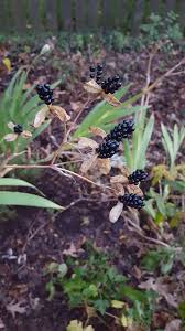 When the pods are dry and brown, they split open and the seeds are probably ripe. Good To Grow Blackberry Lilies A Bright Spot In Any Garden Gardening Wvgazettemail Com