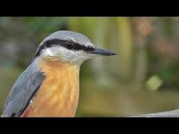 Bird Sounds Birds Singing Nuthatch Bird Song And Sounds Relaxation Video One Hour Of Beautiful Nuthatches Singing Youtube Pticy