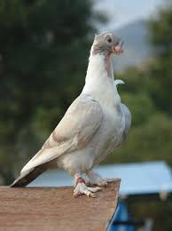 Pin By Yakup Aygul On Pigeon Stuff Pigeon Animals Birds