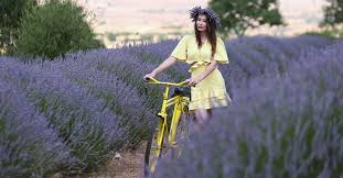 Havalimanından köye ulaşmak için ise taksi kullanmak gerekmektedir. Lavanta Kokulu Koy Misafirlerini Bekliyor Antalya Cityzone