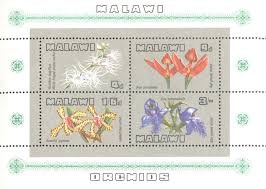 Image result for Holothrix longiflora