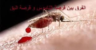 Pin On الفرق بين قرصة الناموس وقرصة البق