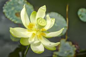 They've survived through the ice age & natural with that in mind, there are many types of lotus flowers that you can grow in your own garden. 26 Different Types Of Aloe Vera Home Stratosphere