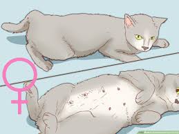 Wembley is the only girl). How To Determine The Sex Of A Cat 7 Steps With Pictures
