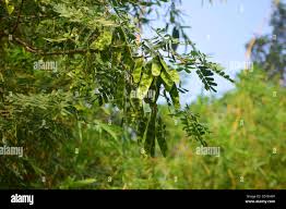 Image result for Albizia schimperiana