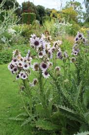 Image result for Berkheya carlinopsis