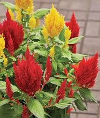 4 Plants With Long Blooming Color Blooming Plants Mailbox Flowers Plants