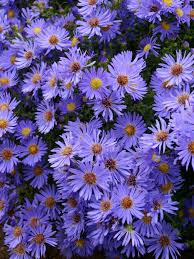 Aster Wood S Blue Bluestone Perennials Flower Garden Plans Flowers Perennials Aster Flower