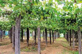 Trees can begin fruiting at one year. Kerala Is Crazy About Passion Fruit Civil Society Magazine