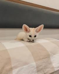 Baby Fox