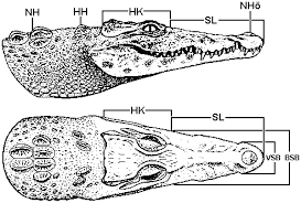 Crocodilians Dichotomous Key German