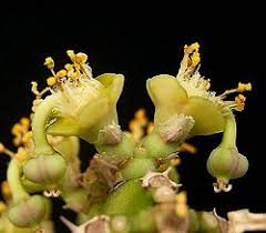 Image result for Euphorbia persistentifolia