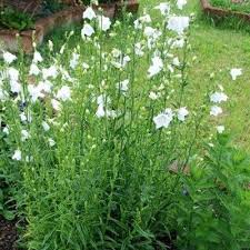 Image result for Pupalia grandiflora