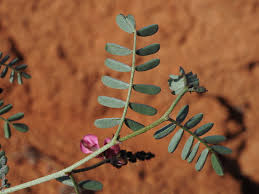 Image result for Indigofera emarginella