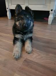 Browse and find german shepherd puppies today, on the uk's leading dog only classifieds site. Kc Registered German Shepherd Puppies For Sale Online Shopping