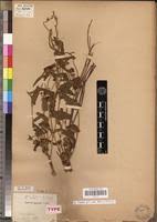 Image result for Ipomoea fulvicaulis