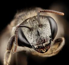 Image result for Lipotriche