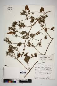 Image result for Ipomoea adenioides