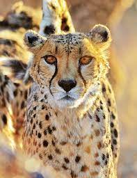 Pin On The Big Cats