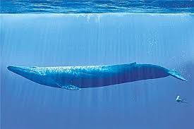 Kelabang (lipan) terbesar di dunia | hewan unik ini sungguh menakjubkan, selain yang kurannya besar, dia juga sangat menarik. Haiwan Terbesar Senarai Saiz Keterangan Foto Dan Video Haiwan