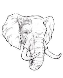 It is very important to locate the eyes properly. How To Draw An Elephant Head And Face Way Step For Beginner Elephants Child