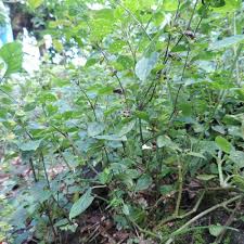 Image result for Phaulopsis imbricata