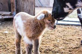 How To Care For Baby Goats