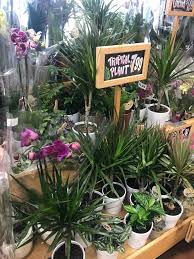 Check out our trader joes flower selection for the very best in unique or custom, handmade pieces from our prints shops. Best Trader Joes Buys Dracaena Tropical Plants Apartment Therapy