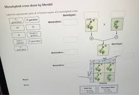 These f1 seeds grew into mature plants and were. Solved Monohybrid Cross Done By Mendel Label The Appropri Chegg Com