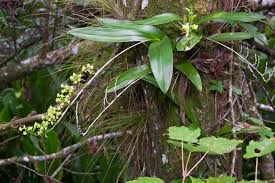 Image result for Polystachya melanantha