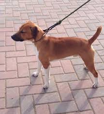 Kimba the plummer terrier was attacked by a fox in a london garden today. Plummer Terrier Stud Page Home Facebook