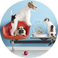 Thanks for all you do! Summerville Pet Clinic Pet Vaccines Shots Dog Cat Animal Vet Clinic Trolley Rd Summerville Veterinary Heartworm Flee Vet Veterinarian Hospital Southcarolina Rabies Shots Distemper Heartgard Revolution Bravecto Trifexis Tri Heart Sentinel K9