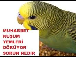 Muhabbet Kusum Yemlerini Surekli Dokuyor Ne Yapmaliyim Youtube